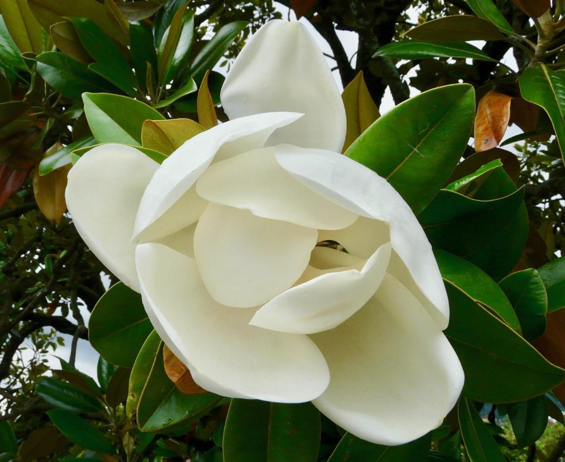 Magnolia : Superbe Deux-Pieces Quartier Du Chateau Pau Exterior foto
